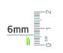 Gazon Spring Vert 1 x 30 m