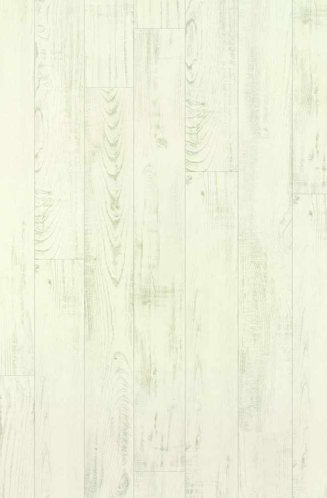 Gazelle Châtaignier Blanc