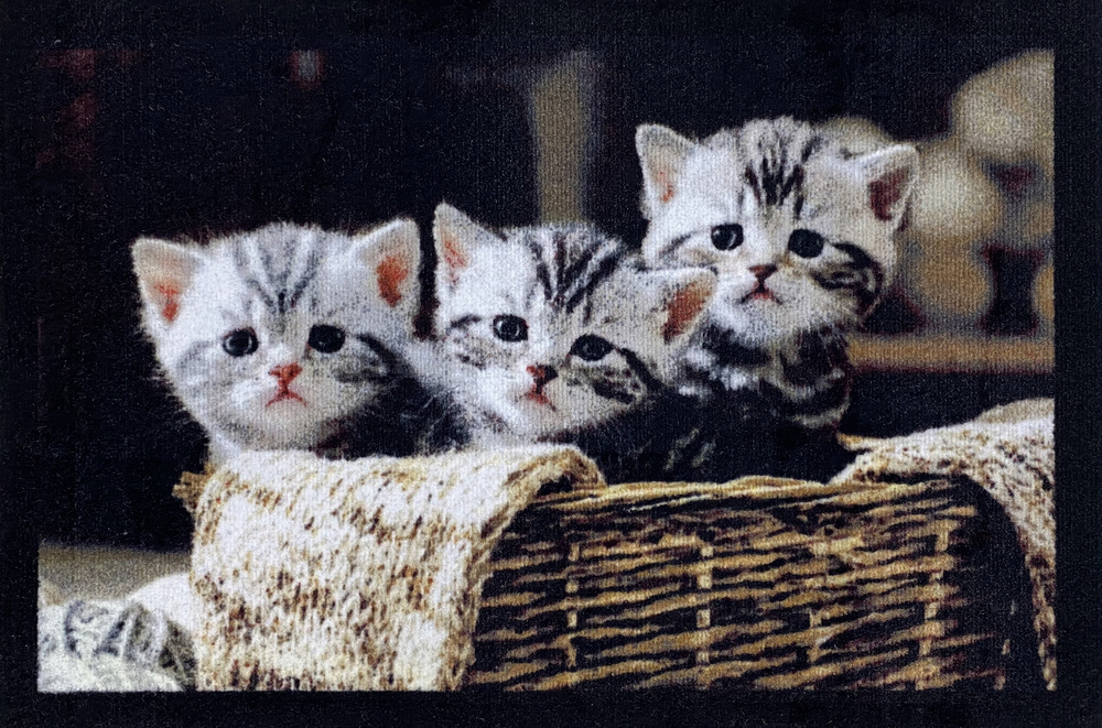 Tapis Entry Three Cat Grey 40 x 60 cm