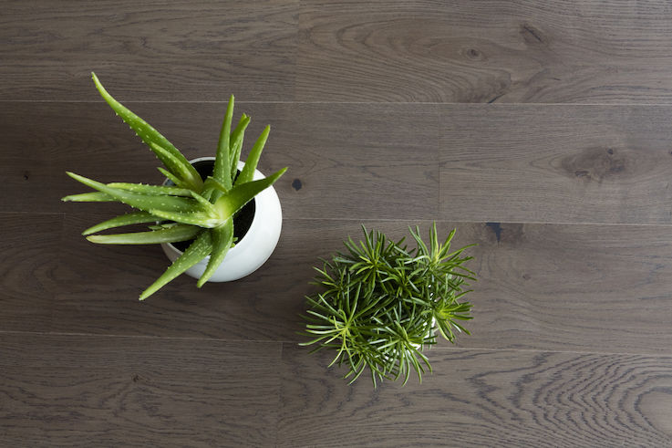 Parquet Bois Chartreuse Lame XXL