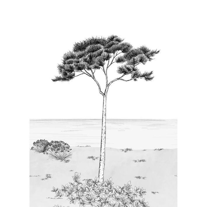 20002 - Papier Peint Intissé Parfum De Pin Noir Fusain  - M