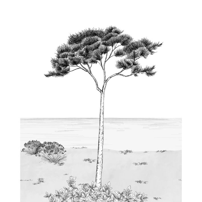 20002 - Papier Peint Intissé Parfum De Pin Noir Fusain  - S