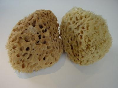 Lot de 2 Éponges Naturelles de Mer