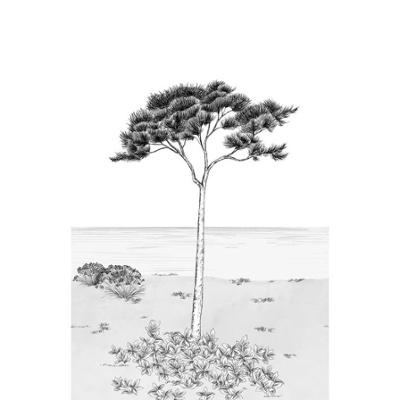 20002 - Papier Peint Intissé Parfum De Pin Noir Fusain  - L