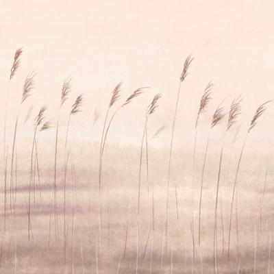 20008 - Papier Peint Intissé Jonc Des Dunes Naturel  - M