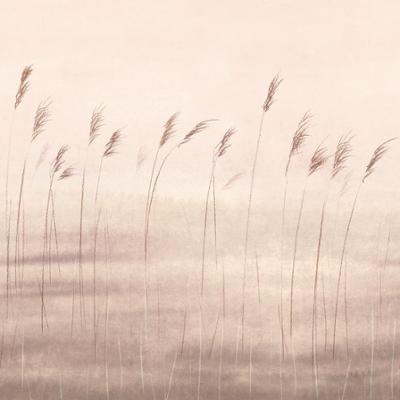 20008 - Papier Peint Intissé Jonc Des Dunes Naturel  - S